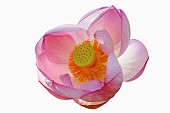 Lotus, Sacred lotus, Nelumbo nucifera, Close up of pink coloured flower cut out from its background.