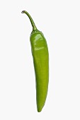 Chilli, Serrano Chili, Capsicum annuum Serrano, Studio shot of green fruit against white background.