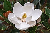 Magnolia, Magnolia Bull bay, Magnolia grandiflora, Close up of white flower growing outdoor.