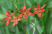 Lily, Leopard lily, Iris domestica Blackberry lily, Red coloured flowers growing outdoor.
