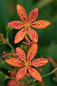 Lily, Leopard lily, Iris domestica Blackberry lily, Red coloured flowers growing outdoor.