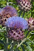 Cardoon, Cynara cardunculus, Blue coloured Artichoke thistle growing outdoor.