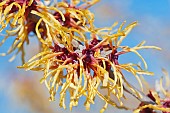 Witch hazel, Hamamelis cultivar, Yellow coloured plant growing outdoor.