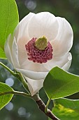 Magnolia, Oyama magnolia,  Magnolia sieboldii Colossus, Single white flower growing outdoor.