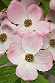 Dogwood, Flowering Dogwood, Cornus florida, Pink flowers growing outdoor.