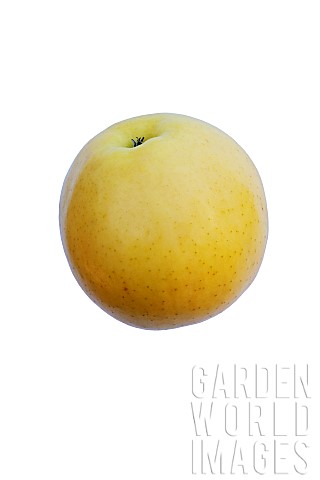 Apple_Golden_Delicious_apple_Malus_domestica_Golden_Delicious_Studio_shot_of_single_yellow_coloured_