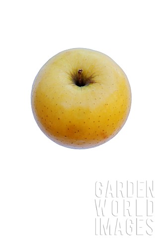 Apple_Golden_Delicious_apple_Malus_domestica_Golden_Delicious_Studio_shot_of_single_yellow_coloured_