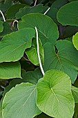 Hoja santa, Piper aurtium, Green leaves of Root Beer plant, growing outdoor.