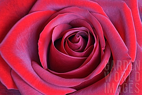 Rosa_Hybrid_rose_Rosa_x_hybrid_Close_up_of_red_flower_showing_pattern_of_petals