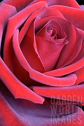 Rosa_Hybrid_rose_Rosa_x_hybrid_Close_up_of_red_flower_showing_pattern_of_petals