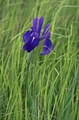 Iris, Japanese iris, Iris laevigata, Single blue coloured flower growing outdoor in field of grass.