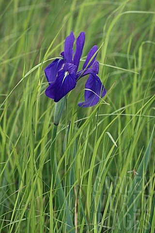 Iris_Japanese_iris_Iris_laevigata_Single_blue_coloured_flower_growing_outdoor_in_field_of_grass