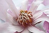 Magnolia, Magnolia x loebneri Leonard Messel, Close up of pink coloured flower growing outdoor showing stamen.