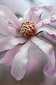 Magnolia, Magnolia x loebneri Leonard Messel, Close up of pink coloured flower growing outdoor showing stamen.