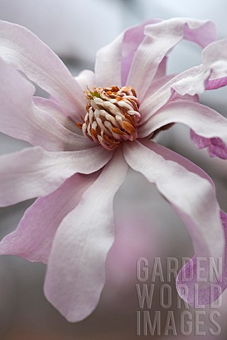 Magnolia_Magnolia_x_loebneri_Leonard_Messel_Close_up_of_pink_coloured_flower_growing_outdoor_showing