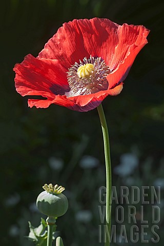Poppy_Opium_poppy_Papaver_somniferum_Single_red_coloured_flower_growing_outdoor