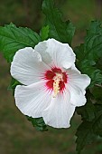 Hibiscus, Rose of Sharon, Hibiscus syriacus, Single white coloured flower growing outdoor.