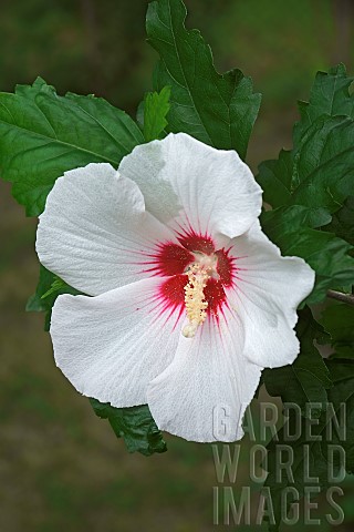 Hibiscus_Rose_of_Sharon_Hibiscus_syriacus_Single_white_coloured_flower_growing_outdoor