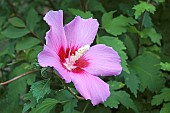 Hibiscus, Rose of Sharon, Hibiscus syriacus, Single pink coloured flower growing outdoor.