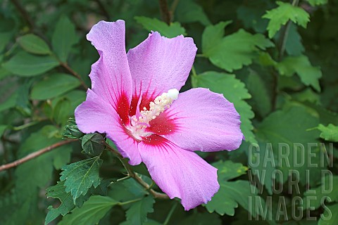 Hibiscus_Rose_of_Sharon_Hibiscus_syriacus_Single_pink_coloured_flower_growing_outdoor