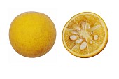 Japanese Bitter Orange, Trifoliata citrus, Studio shot of single dissected fruit showing seed inside.