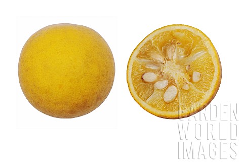 Japanese_Bitter_Orange_Trifoliata_citrus_Studio_shot_of_single_dissected_fruit_showing_seed_inside