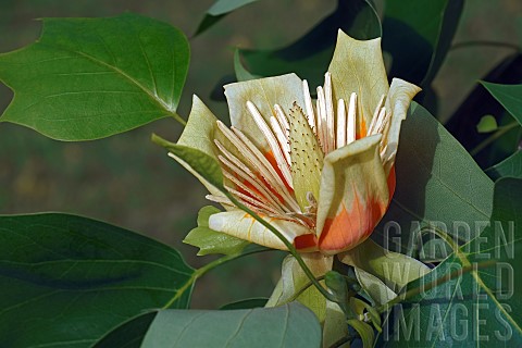 Tulip_tree_Liriodendron_tulipifera_Single_yellow_coloured_flower_growing_outdoor_on_the_plant