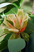 Tulip tree, Liriodendron tulipifera, Single yellow coloured flower growing outdoor on the plant.