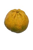 Tangelo, Ugli Fruit, Citrus reticulata x Citrus paradisi, Studio shot of single yellow coloured fruit.