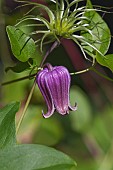 Vasevine,  Clematis viorna, Single purple coloured flower growing outdoor on the plant.