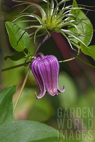 Vasevine__Clematis_viorna_Single_purple_coloured_flower_growing_outdoor_on_the_plant