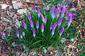 Crocus, Early crocus, Crocus tomassinianus, Mass of purple coloured flowers growing outdoor.