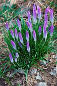 Crocus, Early crocus, Crocus tomassinianus, Mass of purple coloured flowers growing outdoor.