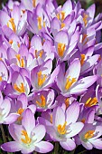 Crocus, Early crocus, Crocus tomassinianus, Mass of purple coloured flowers growing outdoor.