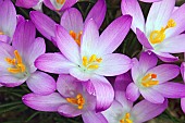 Crocus, Early crocus, Crocus tomassinianus, Mass of purple coloured flowers growing outdoor.