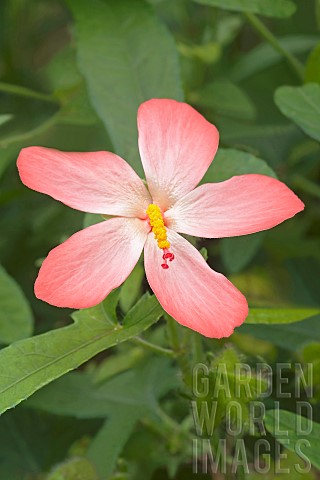 Abelmosk_Abelmoschus_moschatus_Single_pink_star_shaped_flower_growing_outdoor