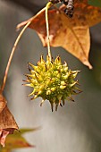 Sweetgum, Liquidambar styraciflua, Single green spikey gum ball.