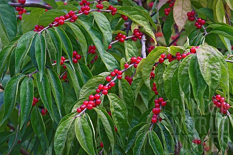 Amur_honeysuckle_Lonicera_maackii_Mass_of_small_red_berries_growing_outdoor