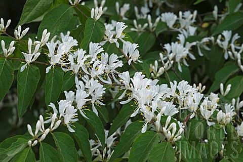 Amur_honeysuckle_Lonicera_maackii_Mass_of_small_white_flowers_growing_outdoor