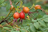 Amur rose, Rosa davurica, Red hips growing outdoor on the plant.