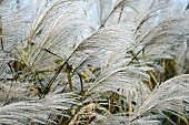 Amur silver grass, Miscanthus sacchariflorus, Silver coloured grasses growing outdoor.