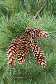 Ayacahuite pine, Pinus ayacahuite, Group of brown coloured cone growing outdoor on the the tree.