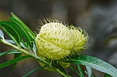 Swan Plant, Gomphocarpus physocarpus, Hairy green seedpod balls growing outdoor on the plant.