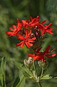 Brilliant lychnis, Lychnis fulgens, Red coloured flowers growing outdoor.