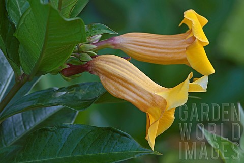 Bush_Allamanda_Allamanda_schottii_Yellow_trumpet_shaped_flowers_growing_outdoor