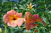 Trumpet vine, Campsis grandiflora, Two peach coloured flowers growing outdoor.