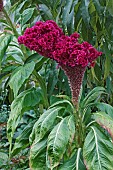 Cocks comb, Celosia argentea Cristata Group, Deep red coloured flowers growing outdoor.