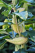 Common milkweed, Asclepias syriaca, Green hairy seed pods growing outdoor on the plant.