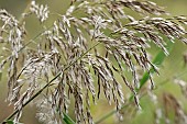 Reeds, Sedge, Phragmites australis, Close up detail outdoor.