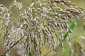 Reeds, Sedge, Phragmites australis, Close up detail outdoor.